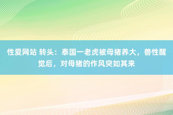 性爱网站 转头：泰国一老虎被母猪养大，兽性醒觉后，对母猪的作风突如其来