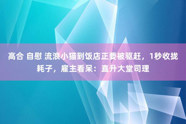 高合 自慰 流浪小猫到饭店正要被驱赶，1秒收拢耗子，雇主看呆：直升大堂司理